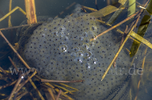 Erdkröte (Bufo bufo)