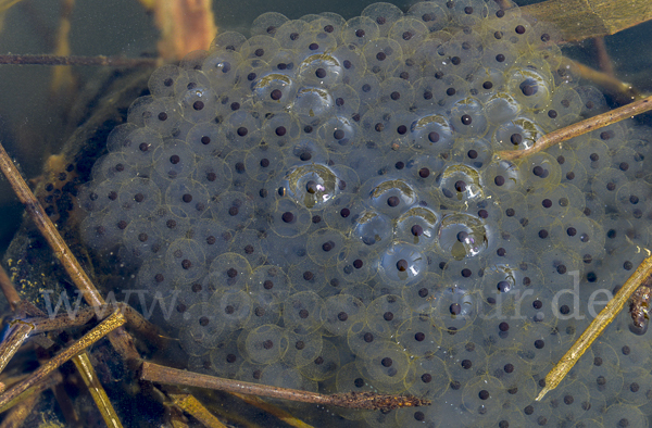 Erdkröte (Bufo bufo)