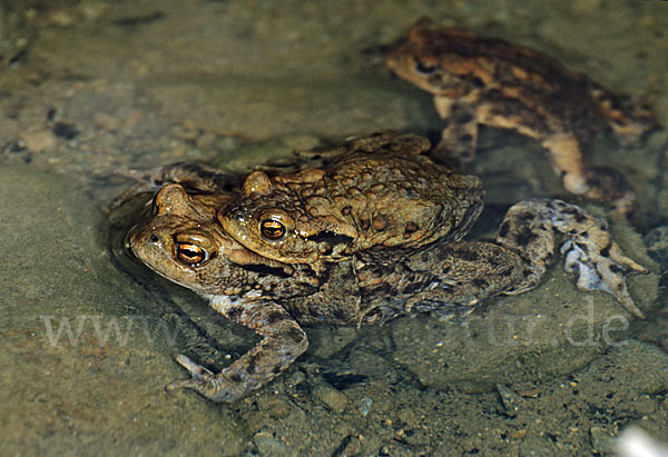 Erdkröte (Bufo bufo)