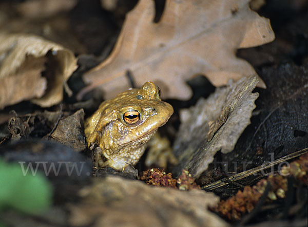 Erdkröte (Bufo bufo)