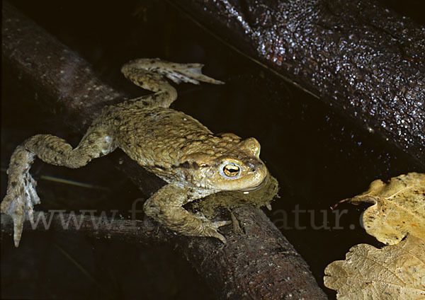 Erdkröte (Bufo bufo)