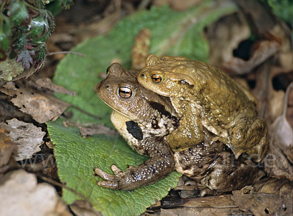 Erdkröte (Bufo bufo)