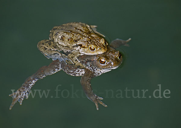 Erdkröte (Bufo bufo)