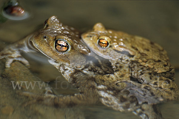 Erdkröte (Bufo bufo)