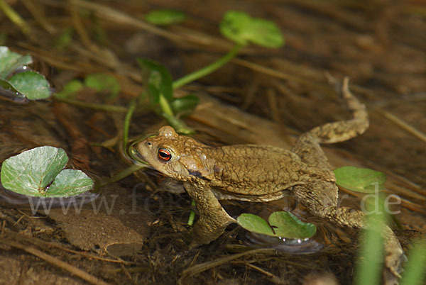 Erdkröte (Bufo bufo)