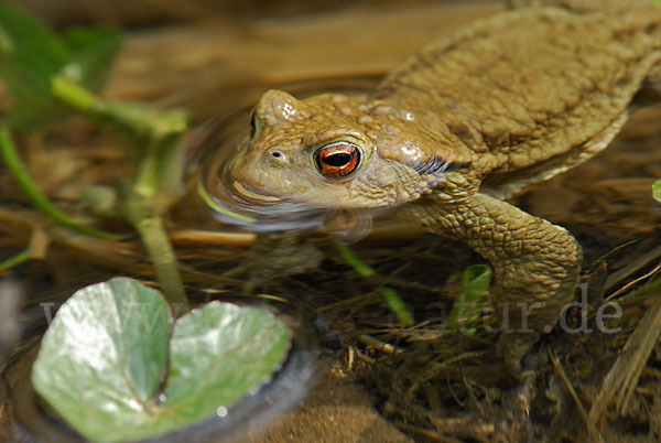 Erdkröte (Bufo bufo)