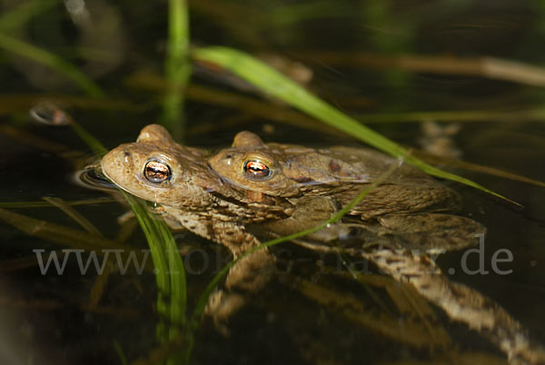 Erdkröte (Bufo bufo)