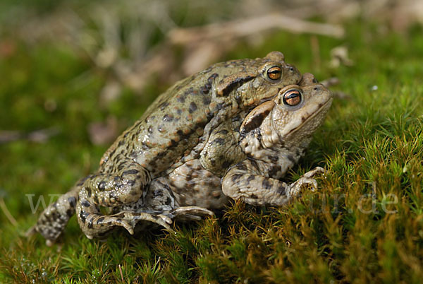 Erdkröte (Bufo bufo)