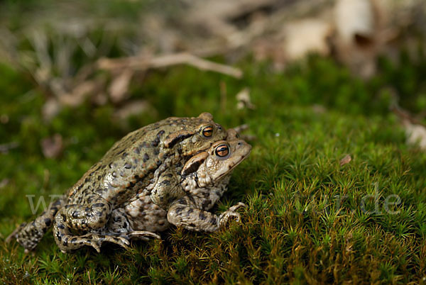 Erdkröte (Bufo bufo)