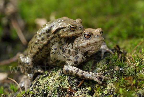 Erdkröte (Bufo bufo)