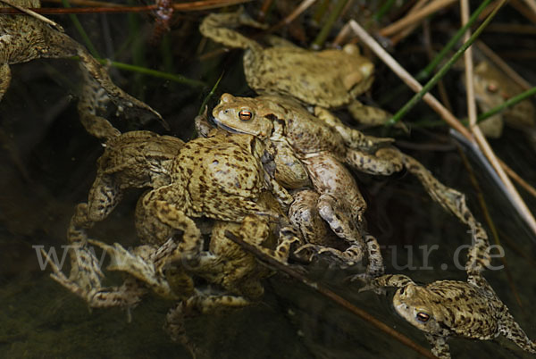 Erdkröte (Bufo bufo)