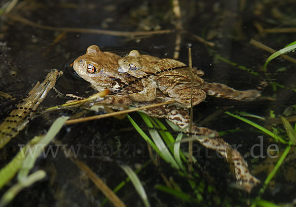 Erdkröte (Bufo bufo)