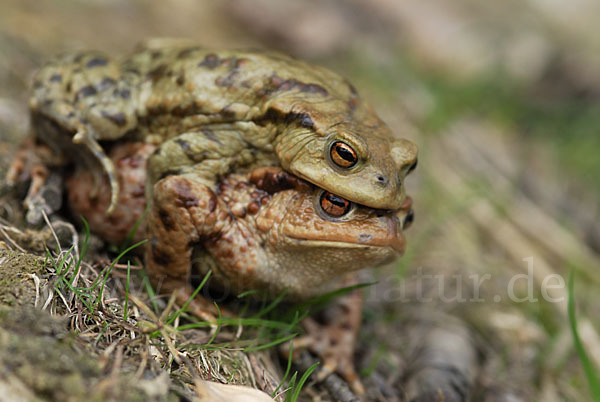 Erdkröte (Bufo bufo)