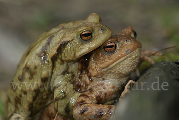 Erdkröte (Bufo bufo)