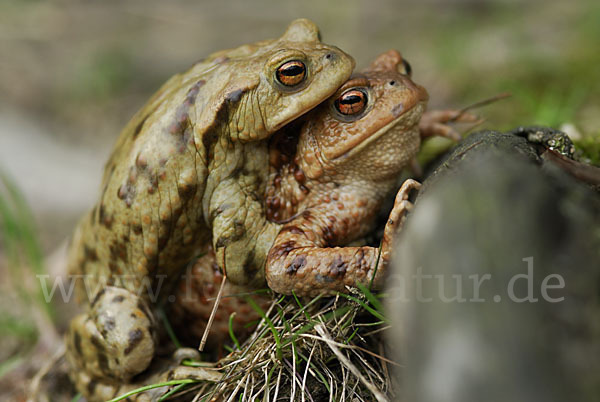 Erdkröte (Bufo bufo)