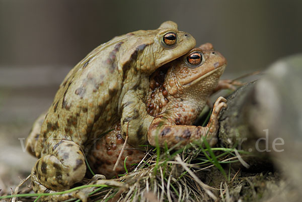 Erdkröte (Bufo bufo)