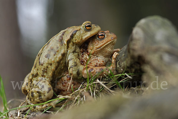 Erdkröte (Bufo bufo)