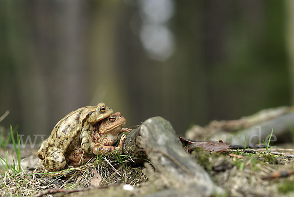 Erdkröte (Bufo bufo)