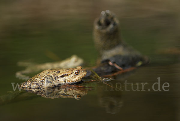 Erdkröte (Bufo bufo)