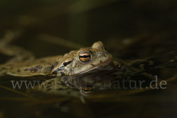 Erdkröte (Bufo bufo)