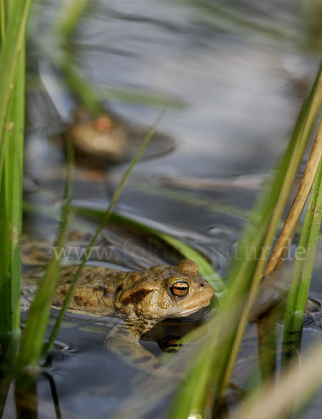 Erdkröte (Bufo bufo)