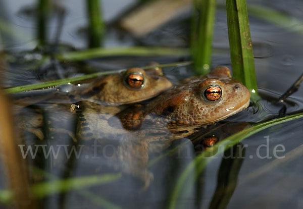 Erdkröte (Bufo bufo)