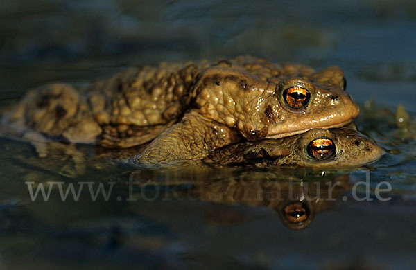 Erdkröte (Bufo bufo)