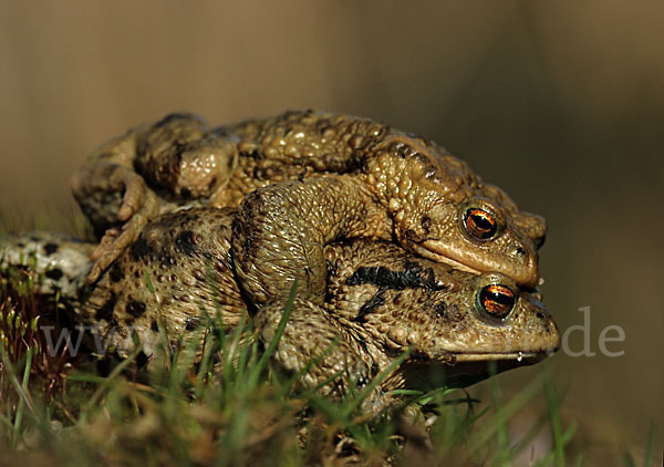 Erdkröte (Bufo bufo)