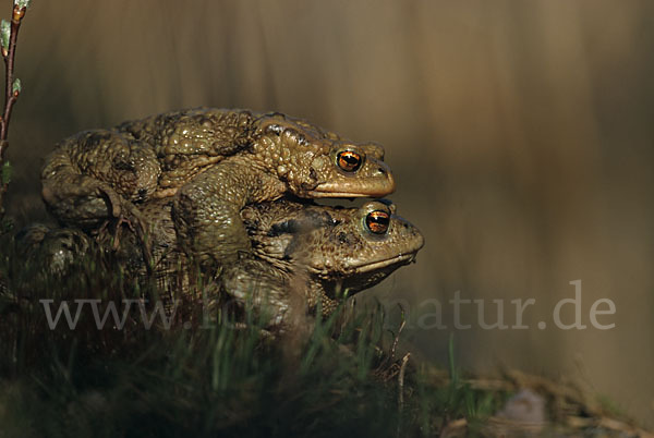 Erdkröte (Bufo bufo)