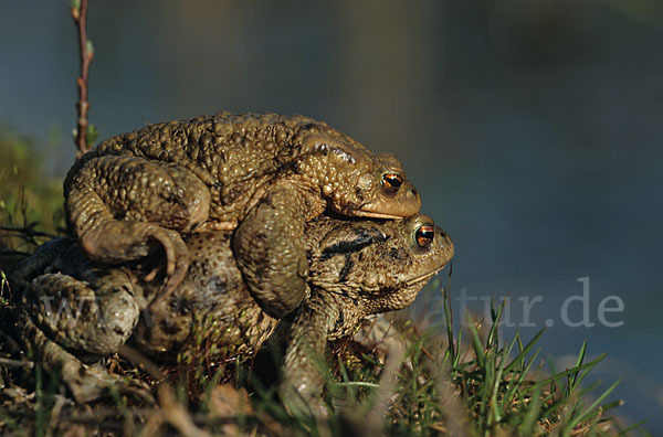 Erdkröte (Bufo bufo)