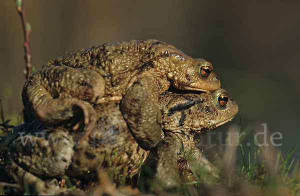 Erdkröte (Bufo bufo)