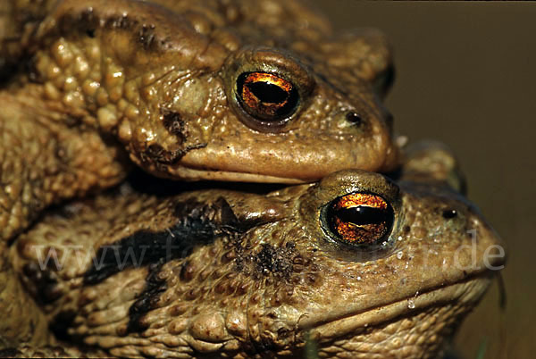 Erdkröte (Bufo bufo)