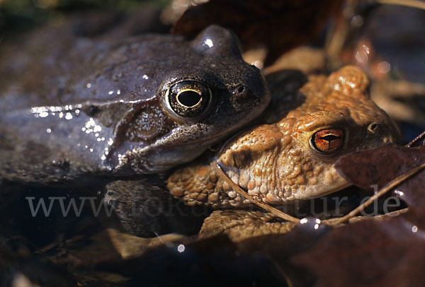 Erdkröte (Bufo bufo)