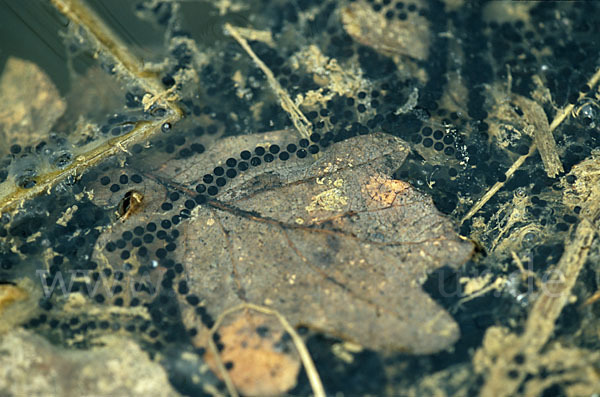 Erdkröte (Bufo bufo)