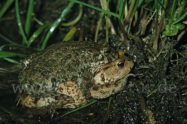 Erdkröte (Bufo bufo)