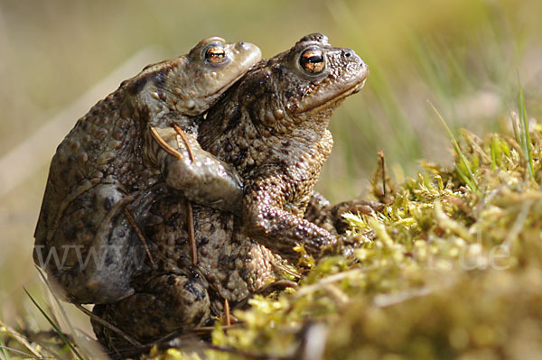 Erdkröte (Bufo bufo)