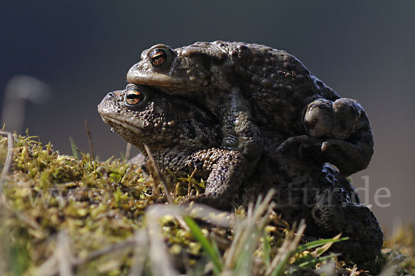 Erdkröte (Bufo bufo)