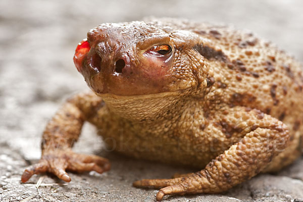 Erdkröte (Bufo bufo)