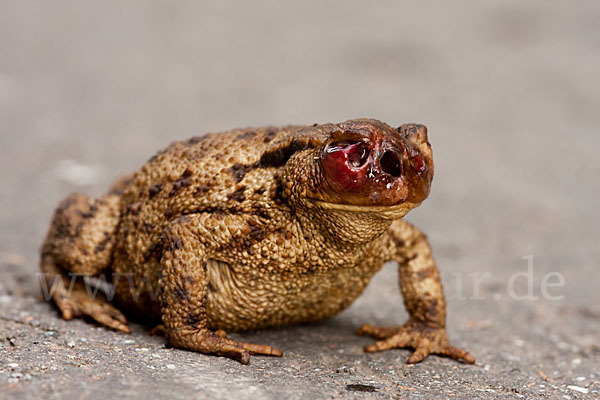 Erdkröte (Bufo bufo)