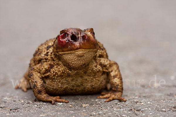 Erdkröte (Bufo bufo)