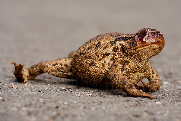 Erdkröte (Bufo bufo)