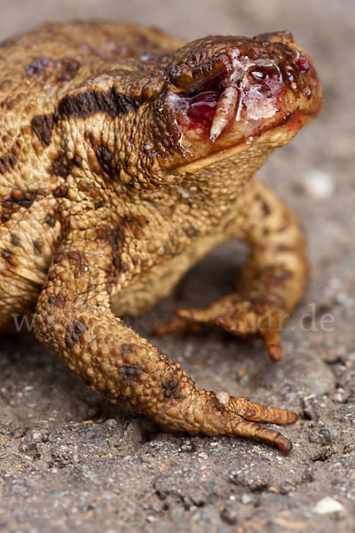 Erdkröte (Bufo bufo)