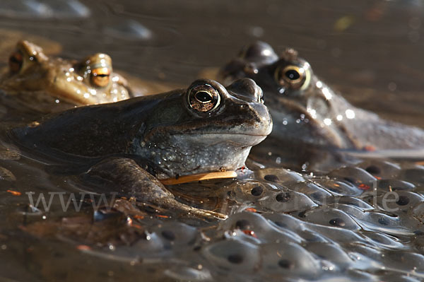Erdkröte (Bufo bufo)