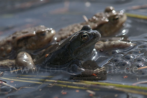 Erdkröte (Bufo bufo)