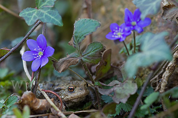 Erdkröte (Bufo bufo)