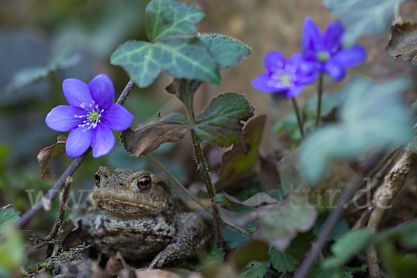 Erdkröte (Bufo bufo)