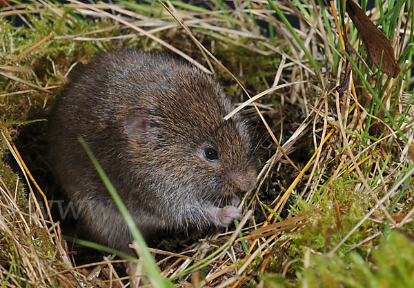 Erdmaus (Microtus agrestis)