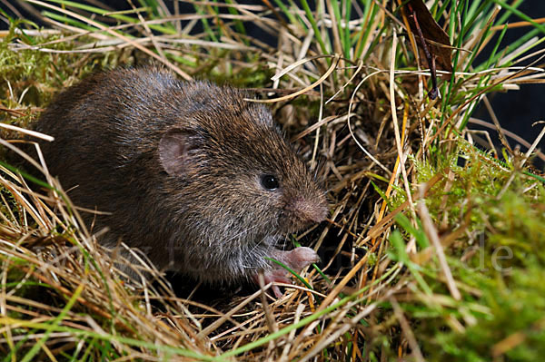 Erdmaus (Microtus agrestis)