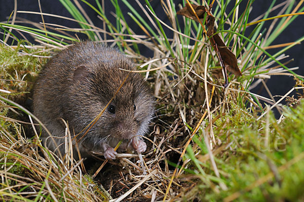 Erdmaus (Microtus agrestis)