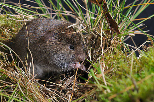 Erdmaus (Microtus agrestis)